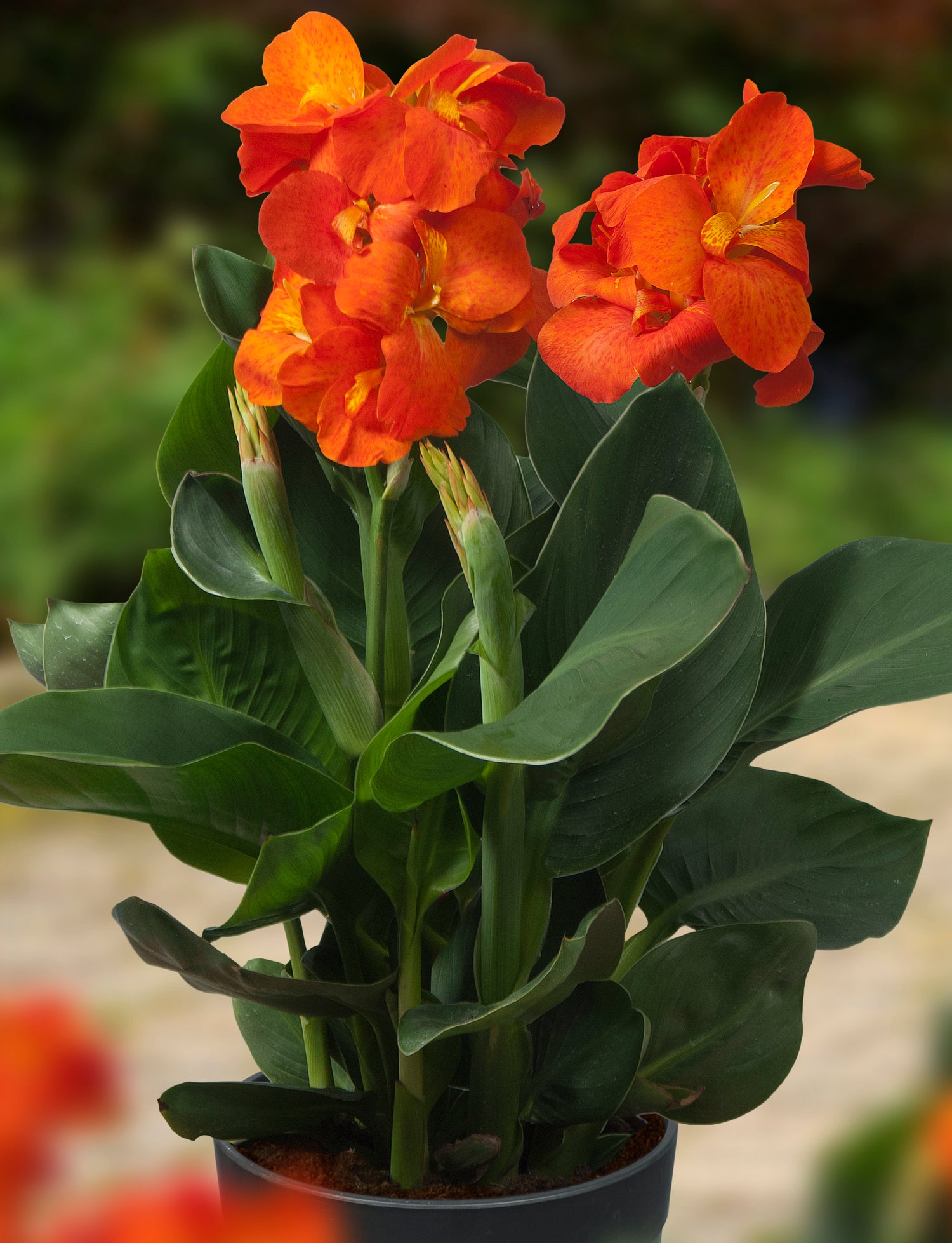 Canna Happy Cleo® is prachtig oranje en zeer compact.  Virusvrij!