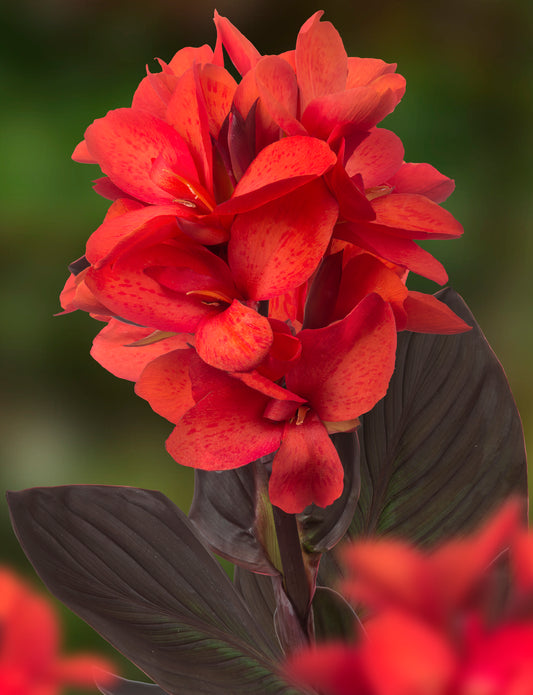 Canna Happy Julia® is zalmkleurig en heeft een mooi donker blad.