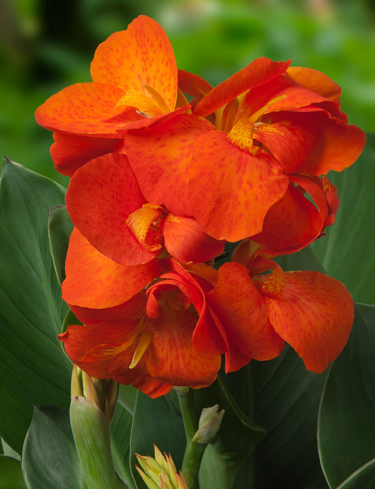  Deze laagblijvende canna’s zijn geschikt voor patio's, tuinen en openbare aanplantingen. Virusvrij!