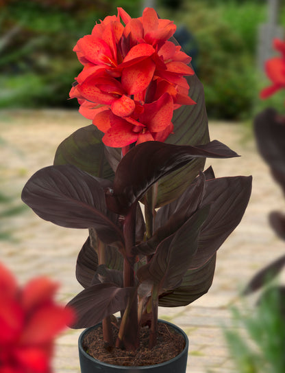 Deze laagblijvende canna’s zijn geschikt voor patio's, tuinen en openbare aanplantingen. Exclusieve soort!