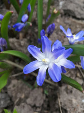 Charger l&#39;image dans la galerie, Chionodoxa Blue giant.  Wanneer uw najaarsbollen kopen? Bestel ze nu eenvoudig online en plant dit ze dit najaar voor een mooie kleurrijke tuin
