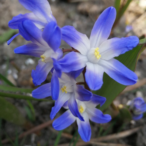 Ze is inheems in West-Turkije en is beschreven door de Engelse botanist prof. Edward Forbes