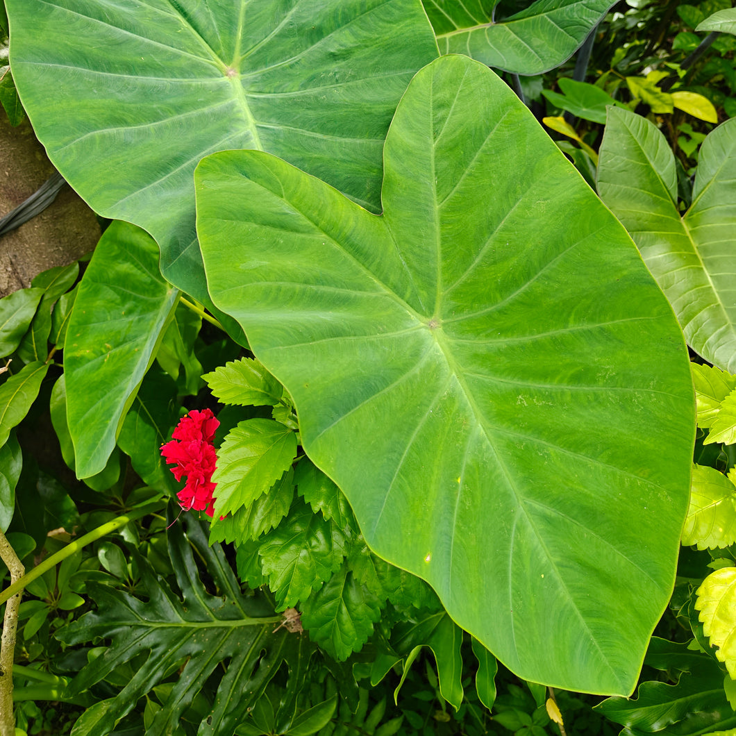 Colocasia Esculenta (Elefantenohr oder Taro) – Alkemade bloembollen
