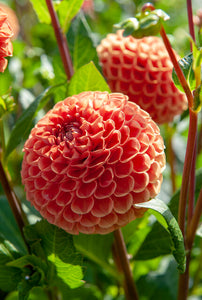 Bal Dahlia Cornel Brons.  De kleur van deze dahlia is perfect geschikt voor de Indian Summer.