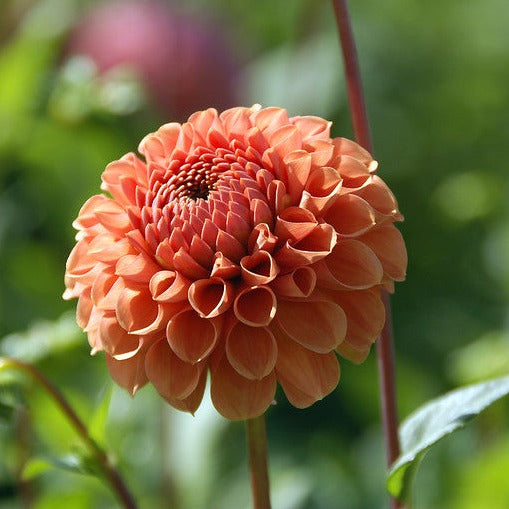 Heerlijke Ball Dahlia met een mooie 'indian summer' kleur