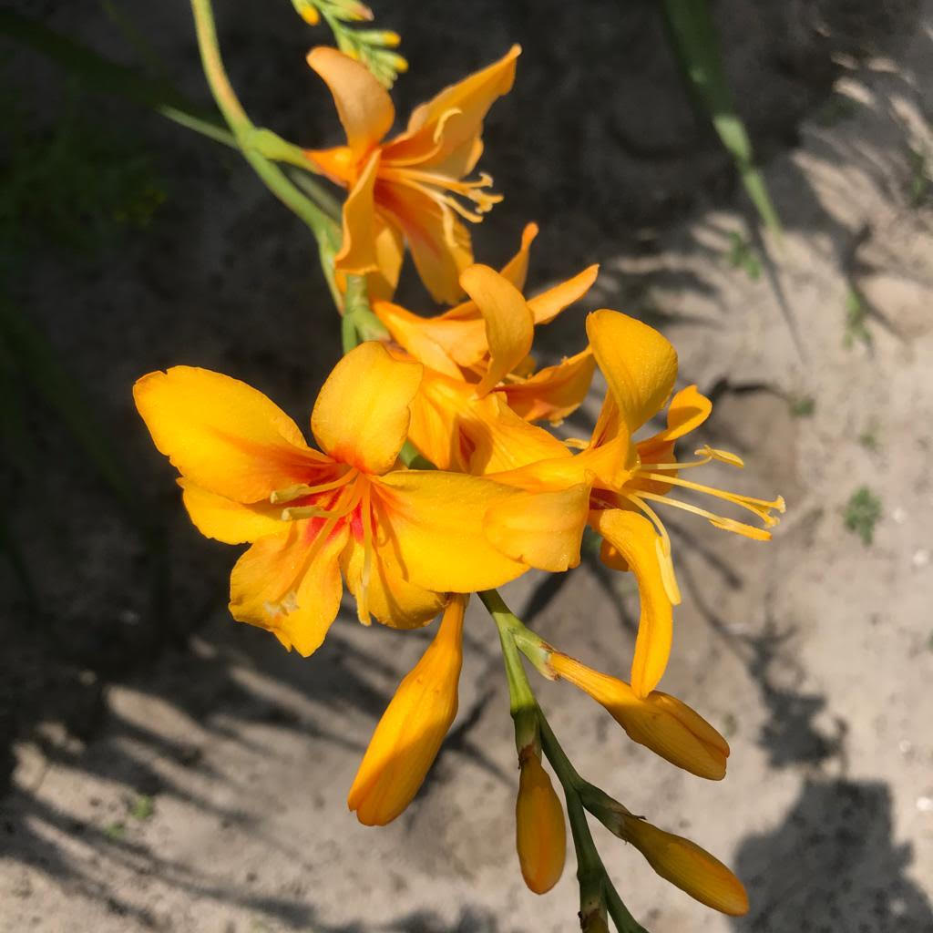 Heerlijk nieuwe soort, met klein rood puntje in het hart van elke bloem