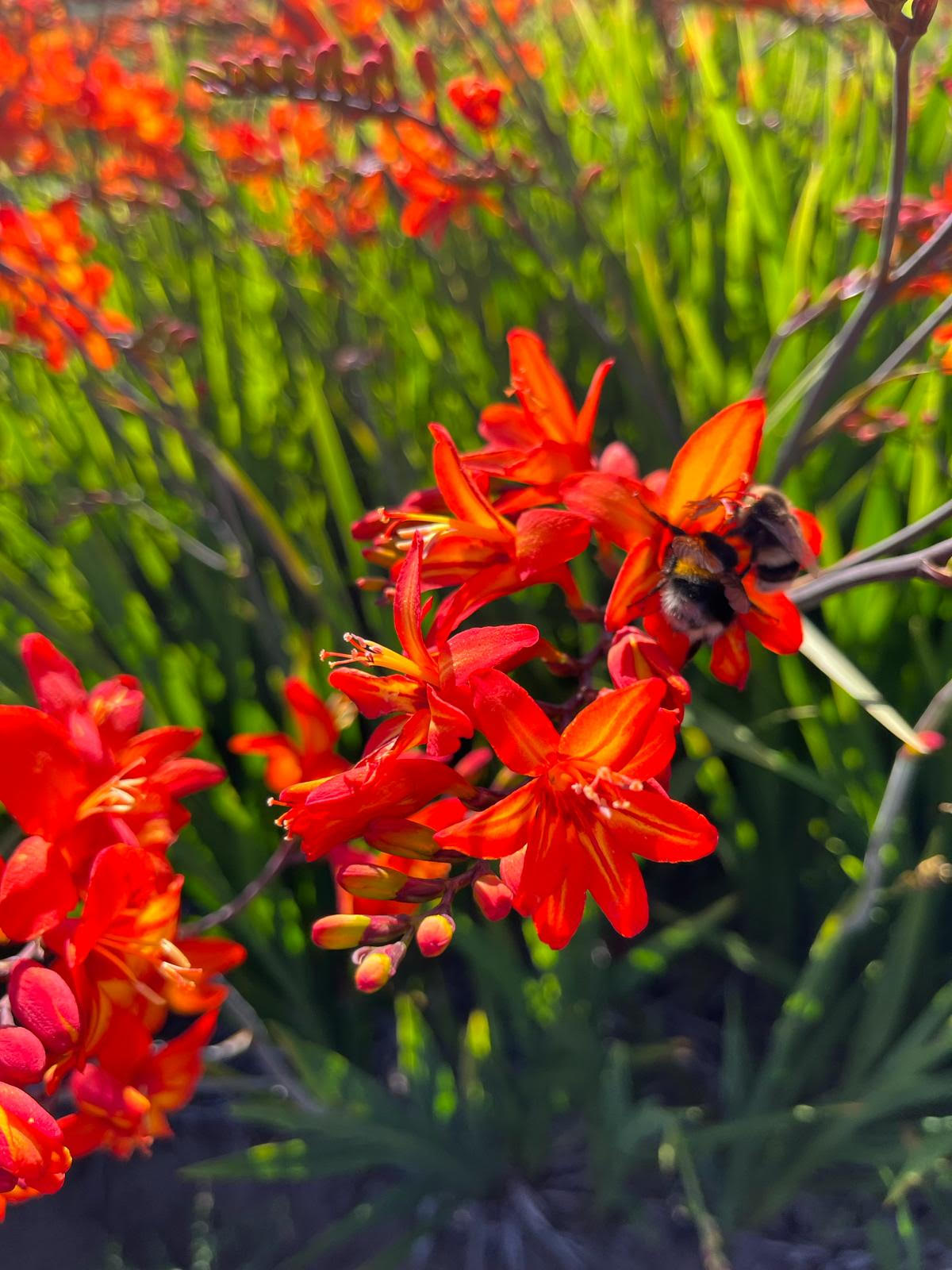 Crocosmia Scorchio, nieuwe soort met prachtige bloemen