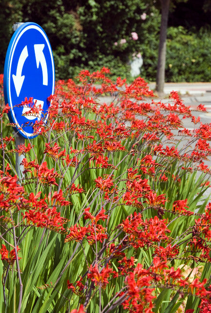 Crocosmia Lucifer.  Mooie rode bloemen.  Wintervast