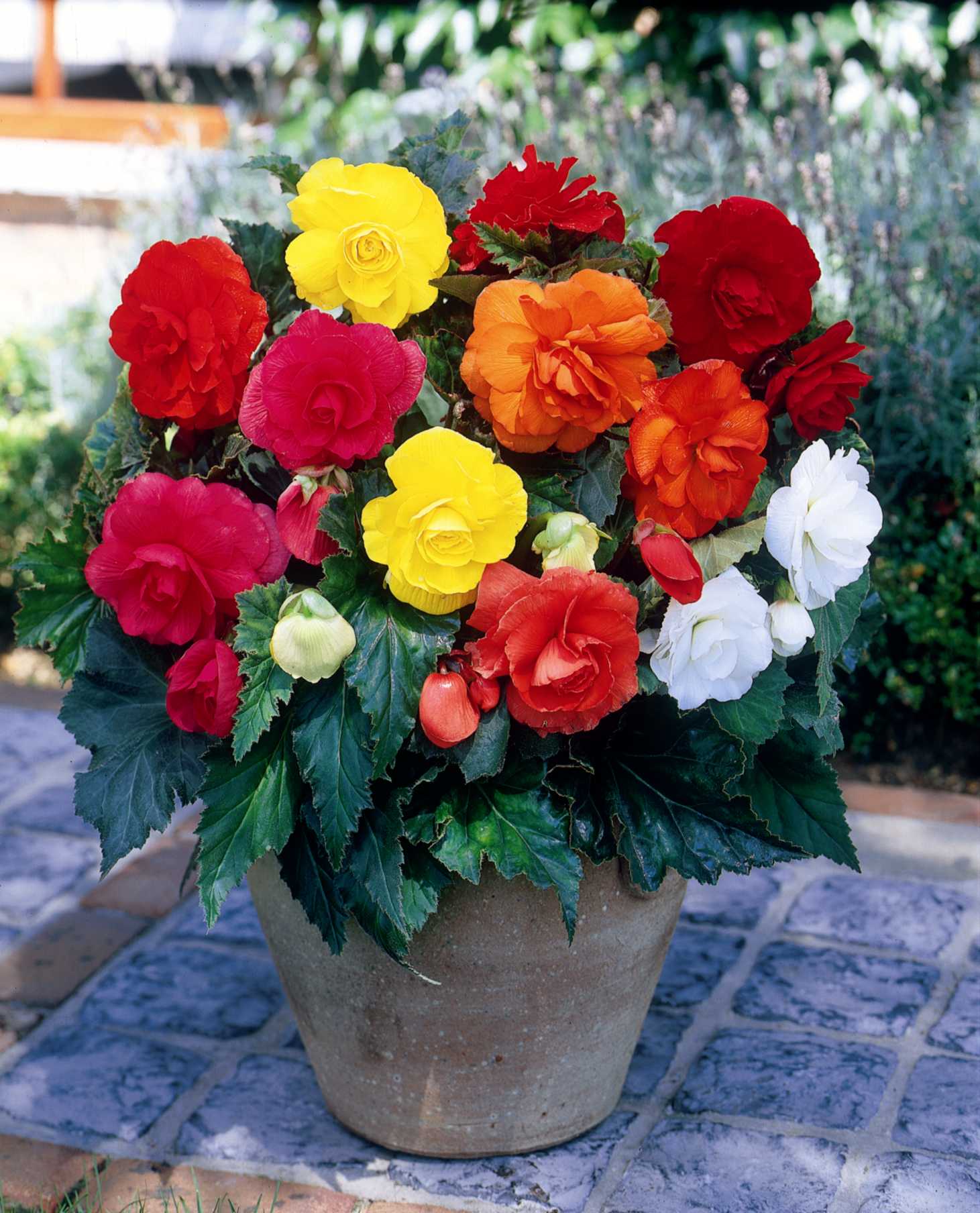 Tout l'été jusqu'à la fin de l'automne, les Bégonias  vous enchanteront de leurs couleurs éblouissantes
