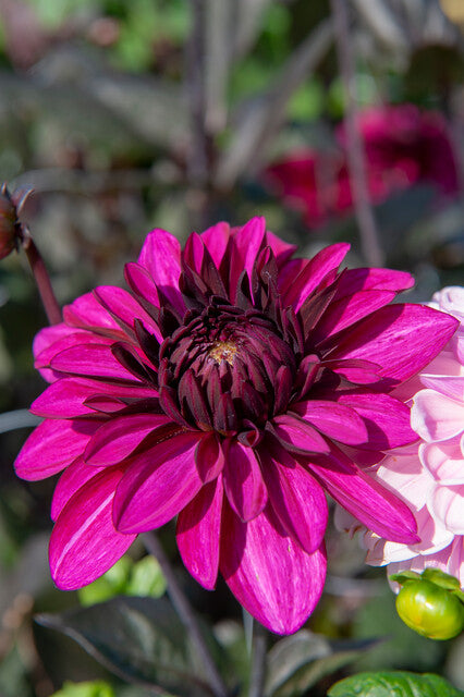 Mooie donker paarse Dahlia.  Zeer geschikt om te combineren met vaste planten