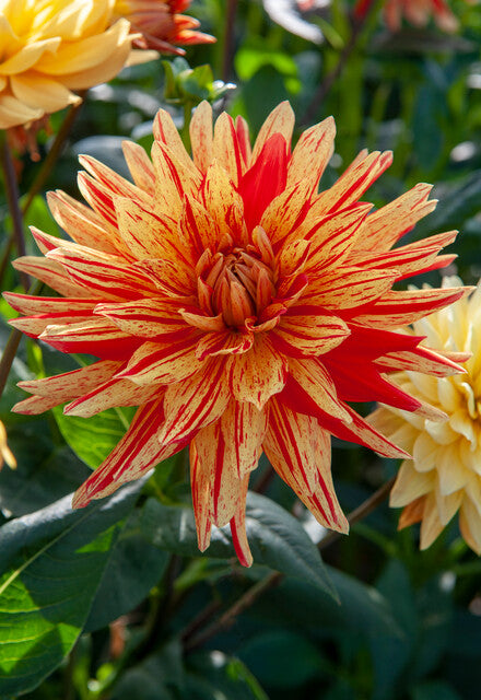 Heerlijke zomers gele catctus Dahlia met rode spetters op de bloemblaadjes.