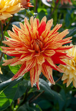 Afbeelding in Gallery-weergave laden, Heerlijke zomers gele catctus Dahlia met rode spetters op de bloemblaadjes.
