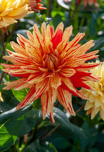 Heerlijke zomers gele catctus Dahlia met rode spetters op de bloemblaadjes.