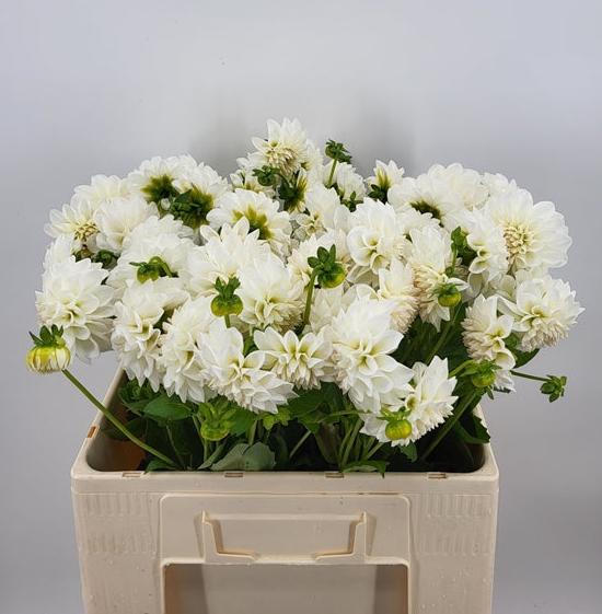 Witte Bal Dalhia.  Heerlijk  voor zowel professionele bloemisten als enthousiaste hobbyisten die op zoek zijn naar een opvallende en elegante bloem om te gebruiken in de boeketten.