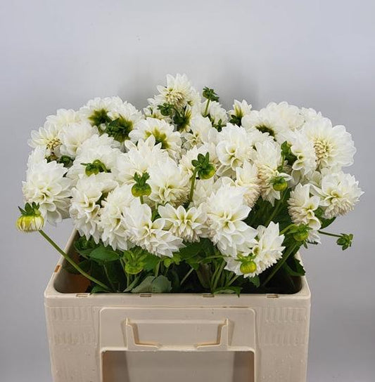 Witte Bal Dalhia.  Heerlijk  voor zowel professionele bloemisten als enthousiaste hobbyisten die op zoek zijn naar een opvallende en elegante bloem om te gebruiken in de boeketten.