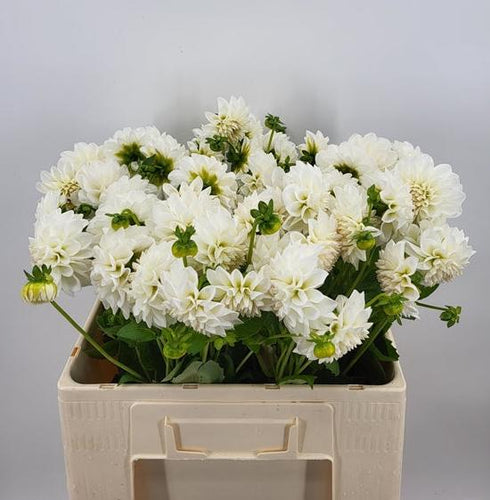 Witte Bal Dalhia.  Heerlijk  voor zowel professionele bloemisten als enthousiaste hobbyisten die op zoek zijn naar een opvallende en elegante bloem om te gebruiken in de boeketten.