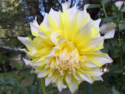 Dahlia Grand Prix.  Deze Dinnerplate is mooi fonkelend geel met een verfrissende witte rand. Een dankbare zomerbloeier die u maandenlang plezier geeft,