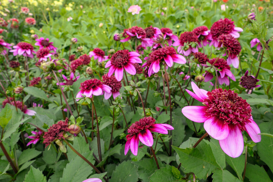 Dahlie Poodle Skirt (Anemonenblütige Dahlie) Besondere neue Dahlie mit einer anmutigen und einzigartigen Erscheinung.  Rosa mit einem weinroten Herzen.