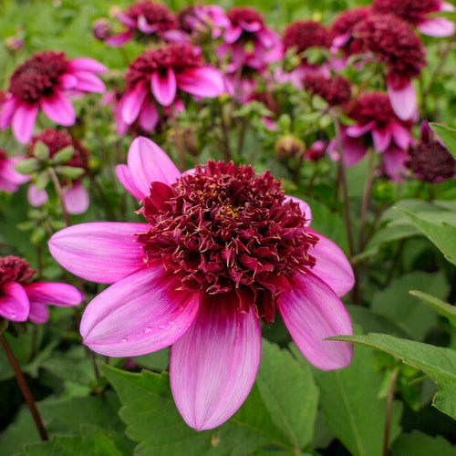 Dahlia Poodle Skirt       (anemoonbloemige Dahlia)  Bijzondere nieuwe Dahlia met een sierlijk en unieke uitstraling.   Roze met een wijnrood hart