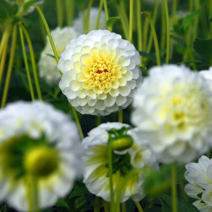 Pompondahlia wit.  Kleine witte pomponachtige perfect bolvormige bloemen.