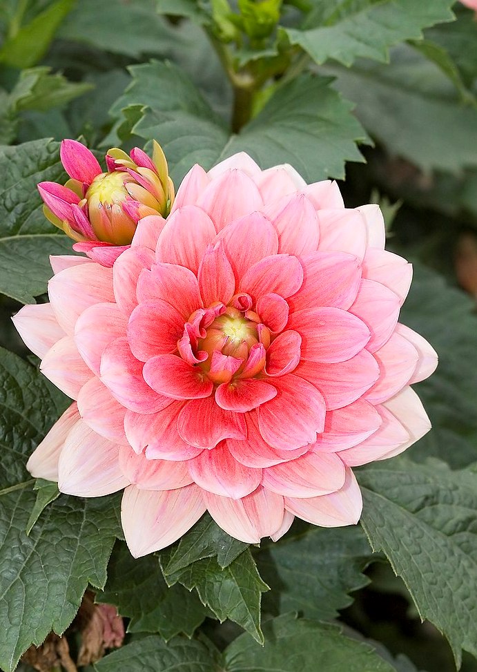 Mooie traditionele laagblijvende Dahlia