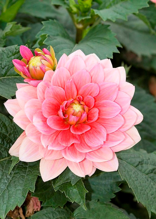 Mooie traditionele laagblijvende Dahlia