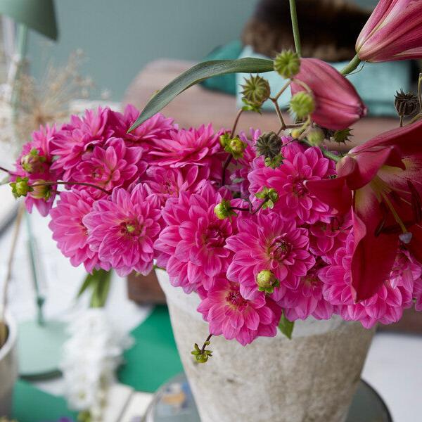 Laagblijvende decoratieve Dahlia Bluesette