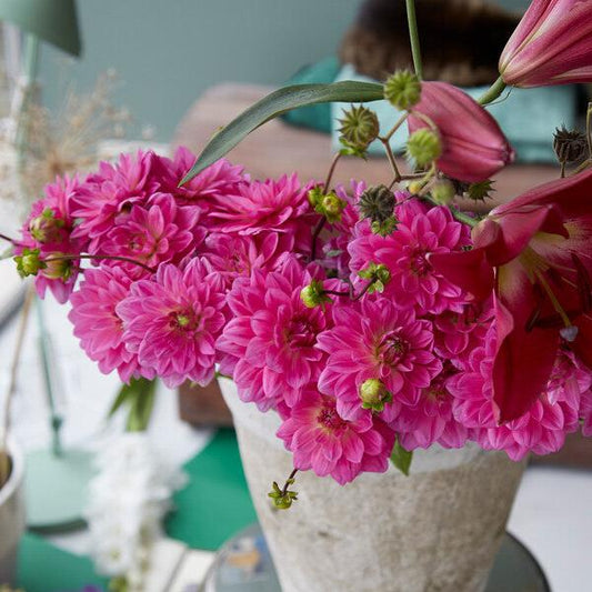 Laagblijvende decoratieve Dahlia Bluesette