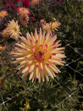 Charger l'image dans la galerie, Cactus Dahlia Bridge View Aloha
