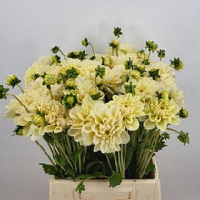Load image into Gallery viewer, Dahlia Caramel Antique
