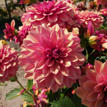 Load image into Gallery viewer, Dahlia Creme de Cognac
