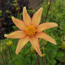 Charger l'image dans la galerie, Enkelbloemige Dahlia Dakota

