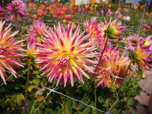 Load image into Gallery viewer, Cactus Dahlia Electric Flash
