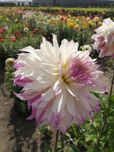 Load image into Gallery viewer, Dahlia Ferncliff lllusion op het veld 
