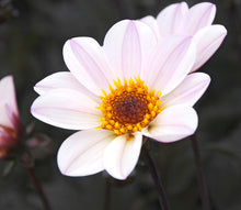 Load image into Gallery viewer, Enkelbloemige Dahlia HS Princess
