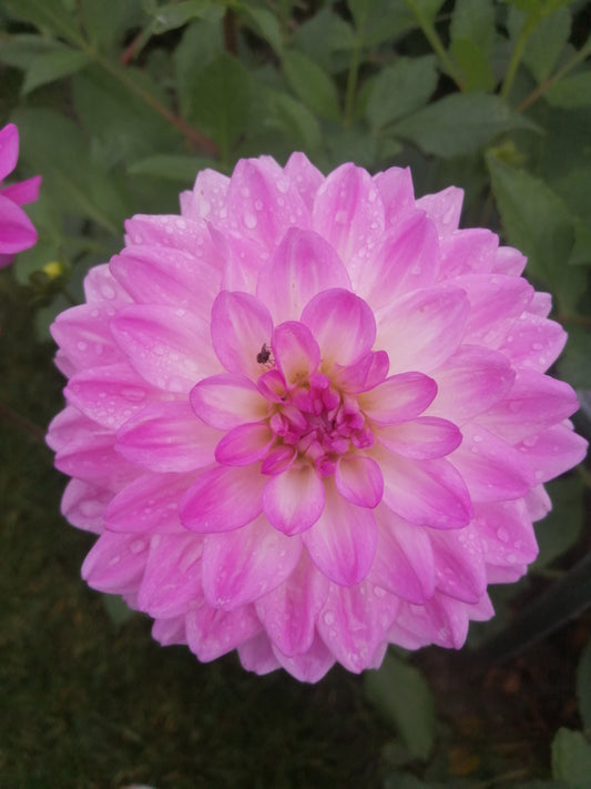 Heerlijke decoratieve Dahlia  in wit-lila tinten