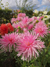 Charger l'image dans la galerie, Laagblijvende Dahlia park Princess
