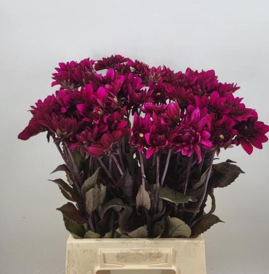 Decorative  Dahlia Purple Flame 