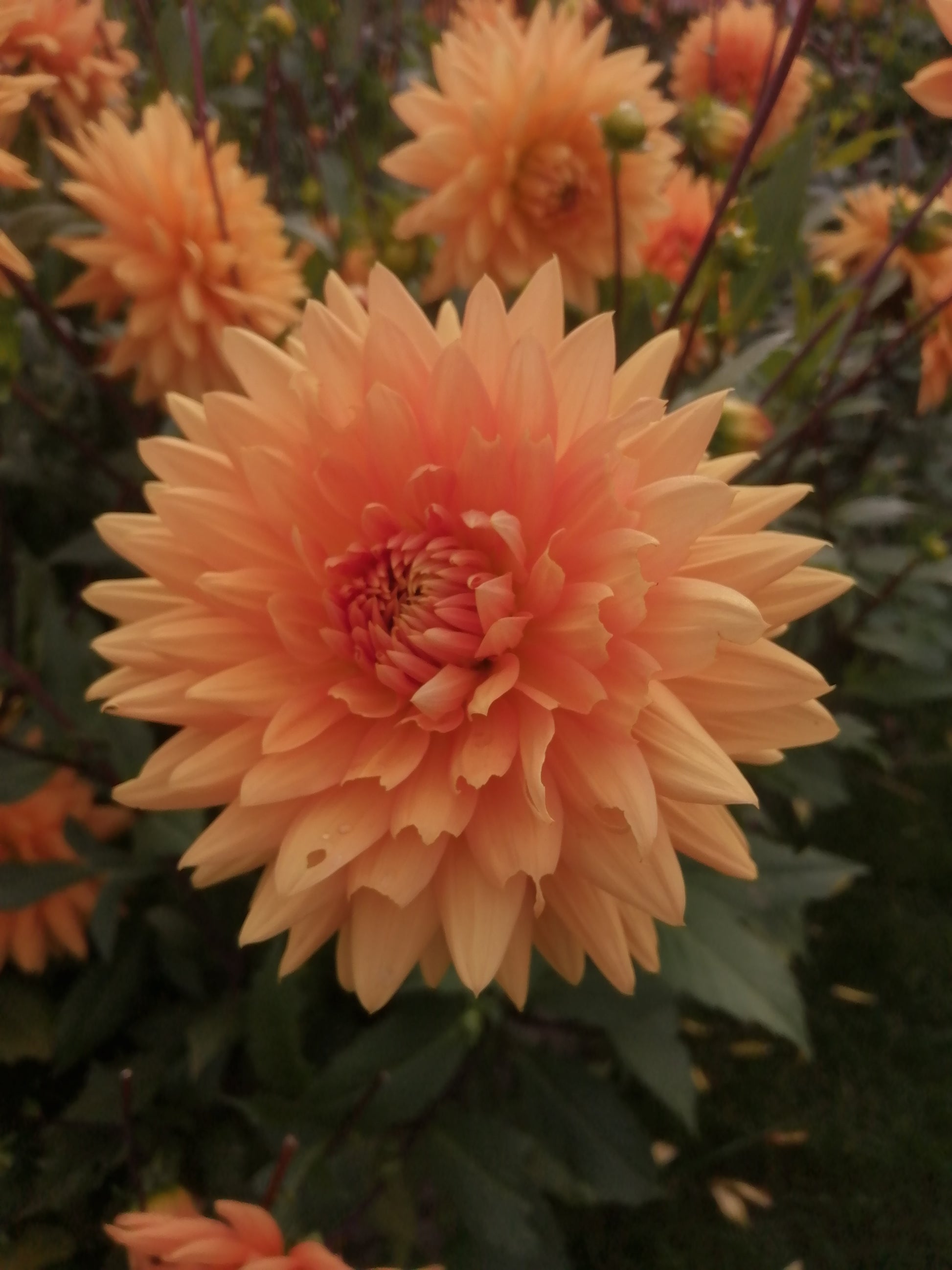 Dahlia Noordwijks Glorie.  Decoratieve Dahlia met oranje bloemen van midden zomer tot diep in het najaar