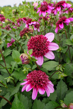 Afbeelding in Gallery-weergave laden, Dahlia Poodle Skirt, bestel ze nu makkelijk online bij Alkemade LTJ
