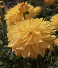Charger l'image dans la galerie, Dahlia met een een echte zomerse uitstraling 

