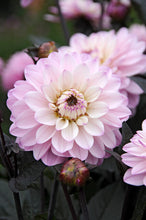 Load image into Gallery viewer, Melody Harmony, mooie compacte Dahlia
