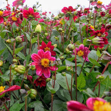 Afbeelding in Gallery-weergave laden, Door de grote hoeveelheid kleine bloemen is de dahlia topmix erg leuk voor in potten te planten. Ook zijn de topmix dahlia’s zeer bij- en vlinder aantrekkend. 
