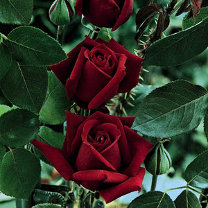Grootbloemige roos met helder rode bloemen met lichte geur.  Theehybride van Lens (1958).   