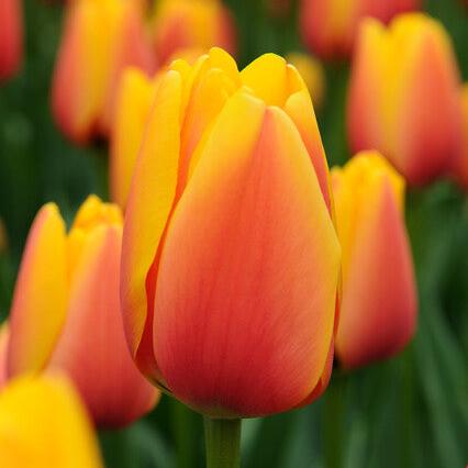 Darwin tulp World Peace.  Zeer sterke tweekleurige tulp.  