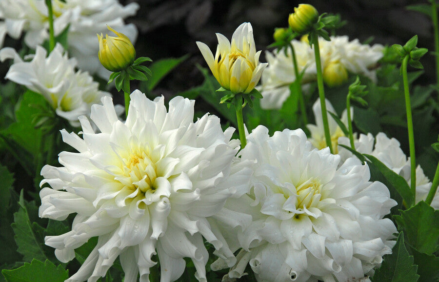 Border Dahlia  Aspen (hoogte circa 40 cm) die perfect past voor elke tuin.  Compacte bloei. 