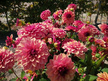 Load image into Gallery viewer, Decoratieve Dahlia Crème de Cognac 
