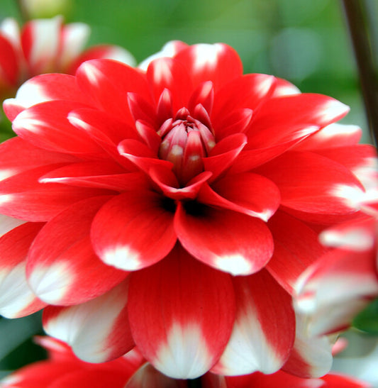 Nagano is een mooie tweekleurige decoratieve Dahlia van het type ‘Waterlelie. 