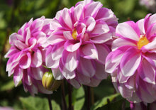 Load image into Gallery viewer, Decoratieve Dahlia Priceless Pink (Waterlelie type)
