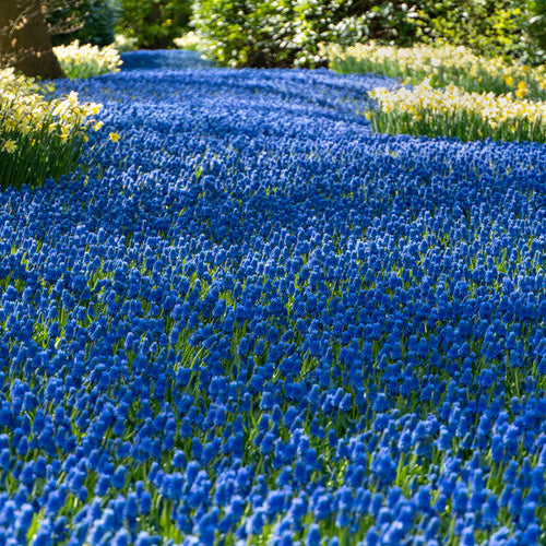 Blauwe druifjes (Muscari) zijn zeer geschikt voor verwildering 